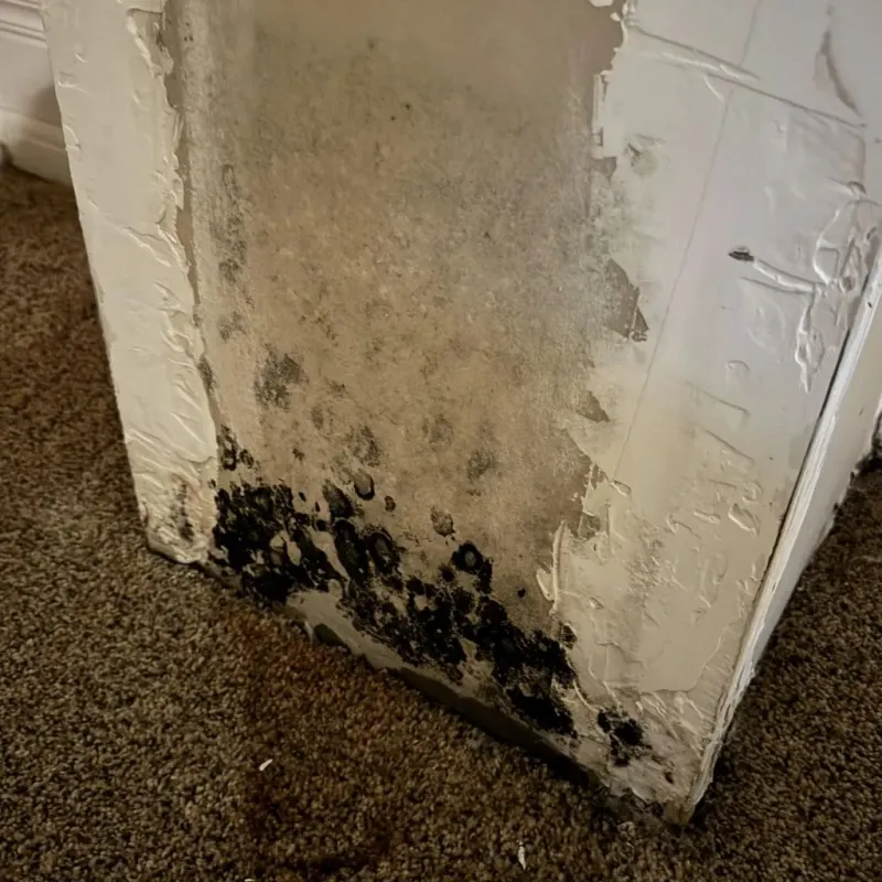 Professional Mold Removal in Mayville, WI